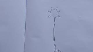 Neuron- diagram drawing