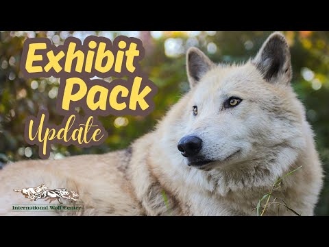Exhibit Pack Update - 17 October 2025