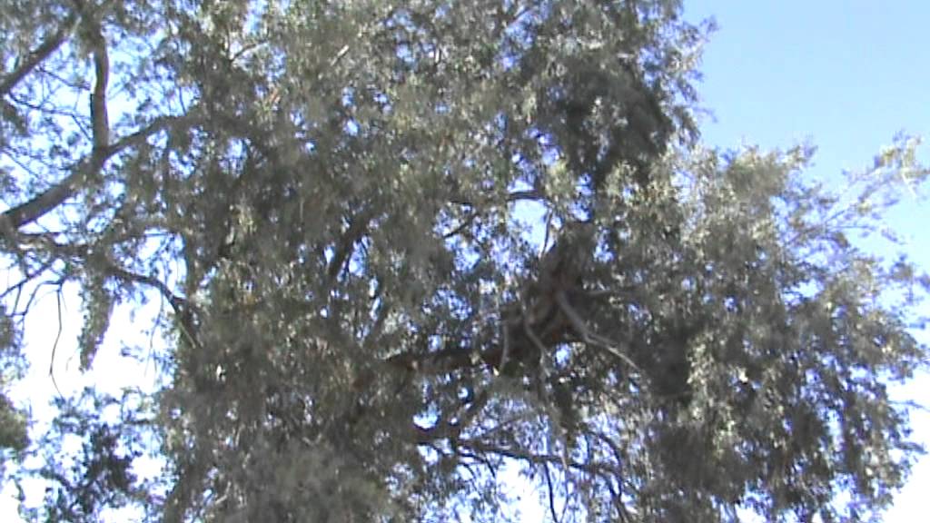 2 Baby Owls in my yard - YouTube