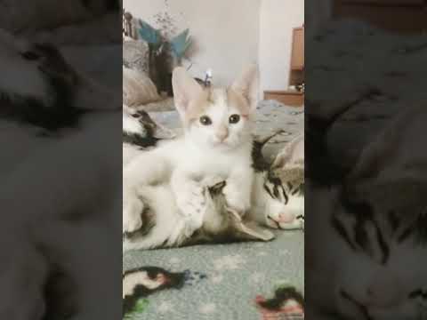cute and sweet cat is licking her friend's face in front of the camera. #shorts #catvideos #lovea