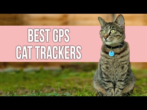 5 Best GPS Cat Trackers on Amazon