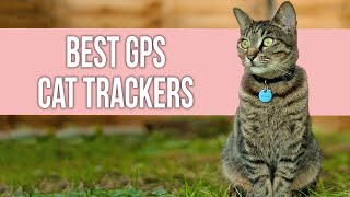 5 Best GPS Cat Trackers | Top GPS Pet Tracker