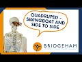 Quadruped - Swingboat and Side to Side