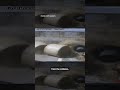 Train smashes hay-filled tractor