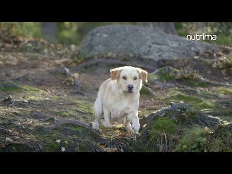 Video: Vad är Holistisk Hundmat?