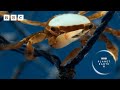 This hitchhiking crab is looking for love | Planet Earth III - BBC