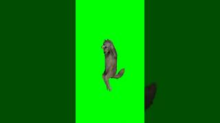 Танцующий Волк Футаж/ Wolf Dancing On Green Screen