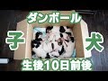 ダンボールに入った生後10日前後の子犬