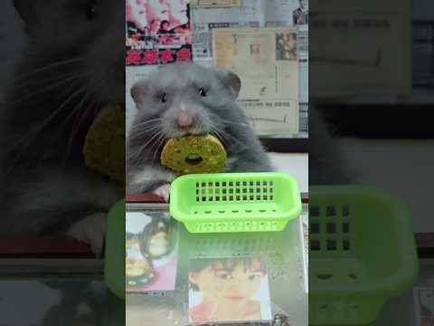 <strong>Ep</strong>.4 apple cookie 애플쿠키 #cute #<strong>food</strong> #hamsters #snack #shorts