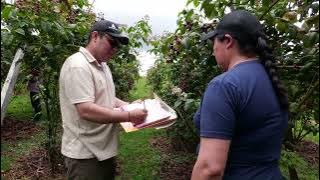 High-quality blackberry grape crops with lower production costs - We are Tropical Agriculture