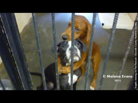 Video: Pet Scoop: Fotografie z 