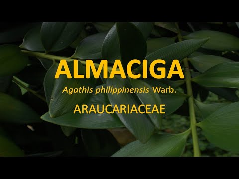 Video: Agatis tree: description with photo, distribution, varieties and species