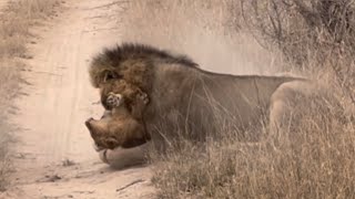 male lion attack lion cub video