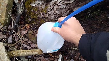 Collecting maple tree sap. (ASMR) Part 1