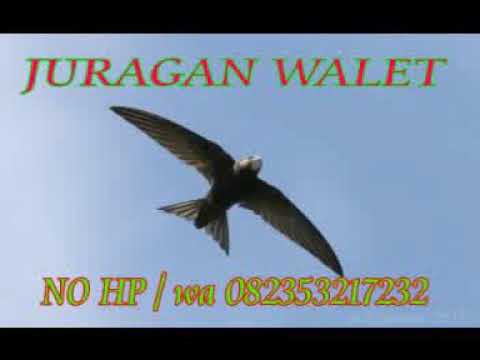 suara-burung-walet-sp-famili-original