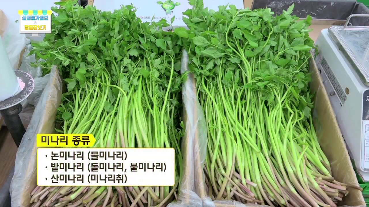 제철농수산물 미나리 고르기, 손질법, 보관법, 효능 - YouTube