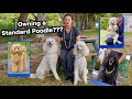 Owning a Standard Poodle? | The Worlds most BEAUTIFUL Dog!