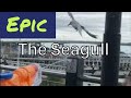 The Seagull 