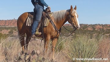 Hollywood***For info, price, etc., go to our website: ValleyViewRanch.net***