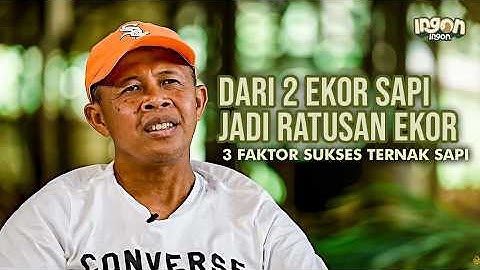 Sukses Ternak Sapi Dari 2 Ekor Jadi 350 Ekor Tanpa Ngarit - Handoyo Farm Blitar