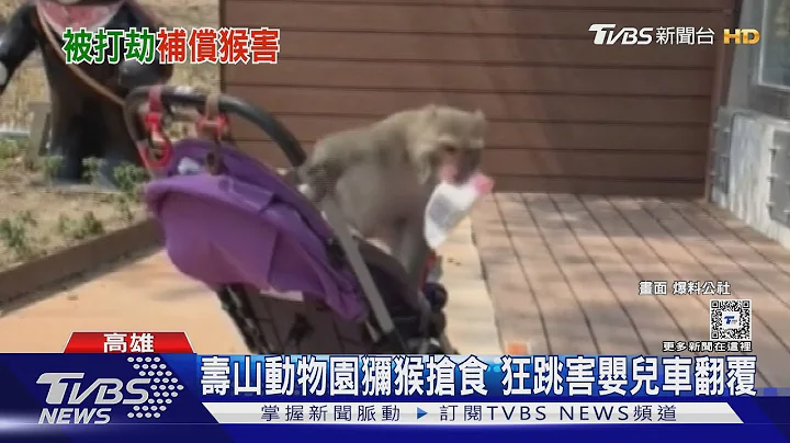 獼猴搶食!中山大學補償學生 每餐100元｜TVBS新聞 @TVBSNEWS01 - 天天要聞