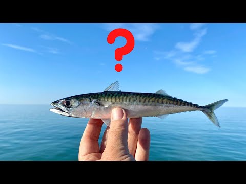 The best way to catch Mackerel