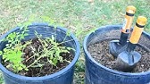 How do you Prepare your Moringa Tree Soil?