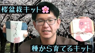 種から育てる桜盆栽キット