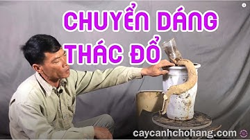 452. Chuyển Dáng Thác Đổ Cây Bonsai | CÂY CẢNH CHỢ HÀNG | Hải Phòng