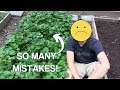 EVERYTHING I wish I Knew When I First Planted Strawberries