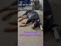 Trying to get motivated #doberman #fitness #fitnessmotivation #dogs #puppy #funny