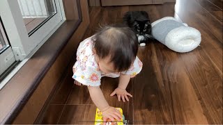 オモチャと一緒に片付けられた猫　ラガマフィン　The stored cat.Ragamuffin.