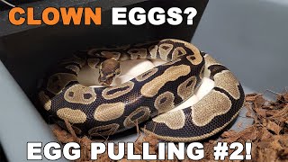 Celebrity First Clown Ball Pythons? Egg Pulling! Net Worth