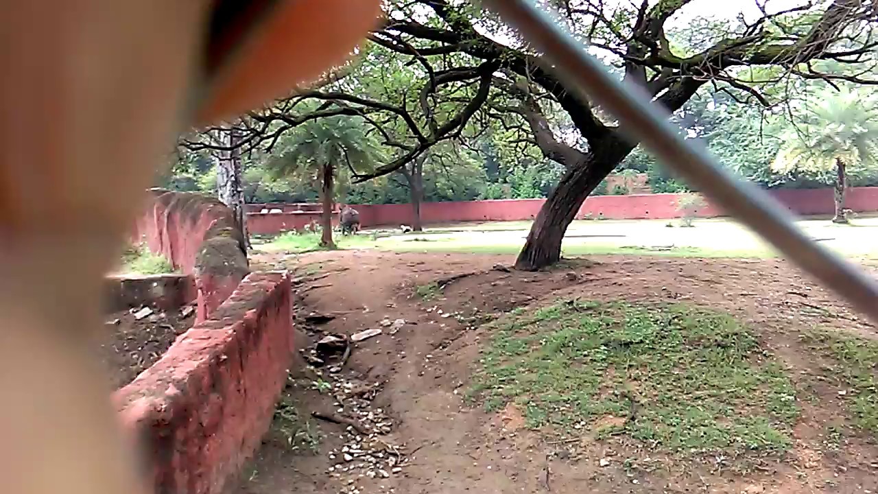 jumping a car Running Hippopotamus