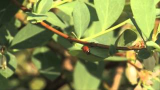 Lady Bugs  The Beneficial Insect