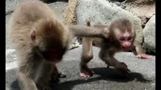 Oh! No! Poor baby monkey attacked by mischief
