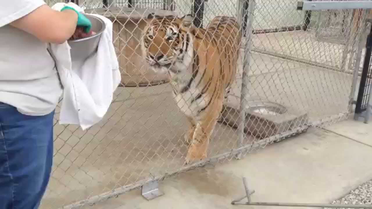 Feeding Male Tiger at Monterey Zoo - YouTube