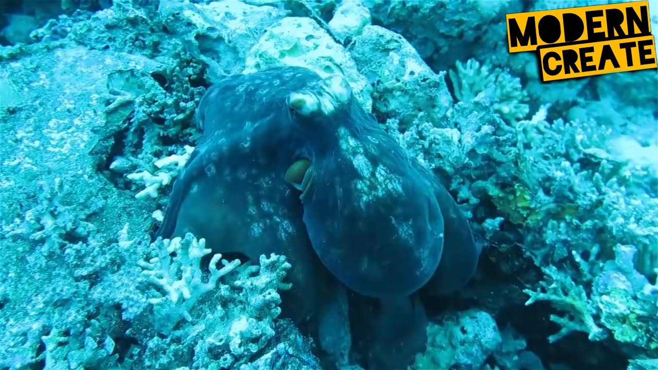 10 Extreme Fast and Dangerous Hunting Skill of Moray Eels Ocean Killer