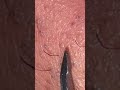 Plucking beard sweet daily routine #beardcare #asmrbeard #plucking #skincare #satisfying #relax