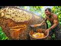 Primitive Technology: Giant Wild Honey Hunting with Ancient Skills
