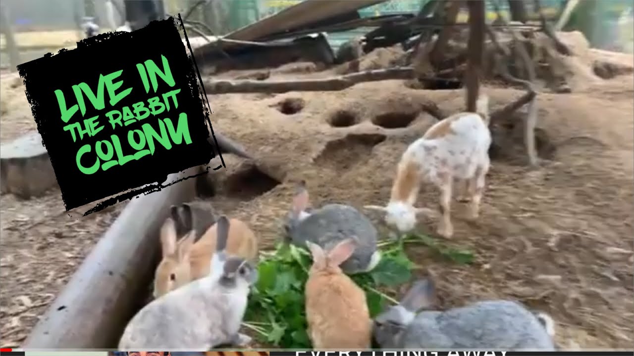 Live in The Rabbit Colony YouTube