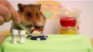 Tiny Hamster vs Kobayashi Ep  4