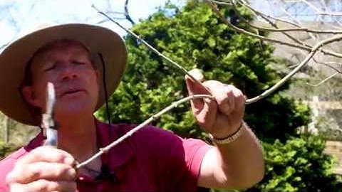 Dead or Alive? How to tell if a plant is dead or dormant: Gardening with George Weigel