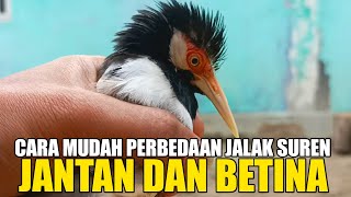 perbedaan jalak suren jantan dan betina, jangan sampai salah pilih