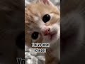 #kitten #yourchosen #catlife #catvideos