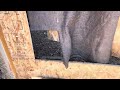 How To Catch Ringneck Doves