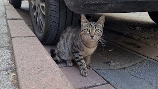 Hungry cute kitty wants food.