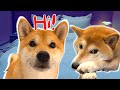 Shiba sleepover struggle cousin beau chaos