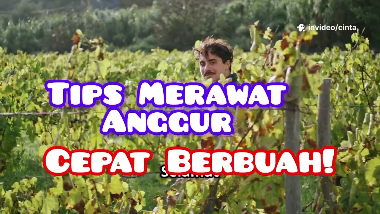 Tips Merawat Anggur Agar Cepat Berbuah! #gardening 