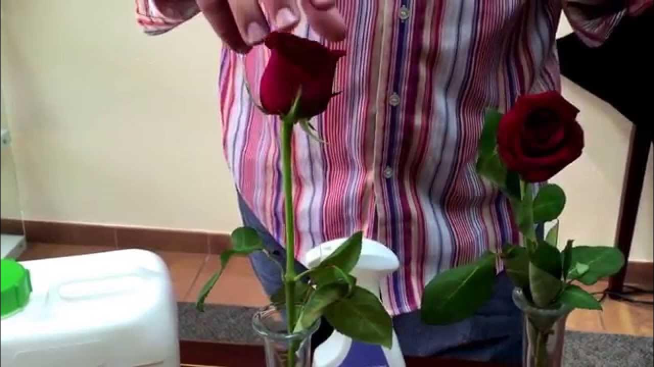 Tips to prevent flower wilting YouTube